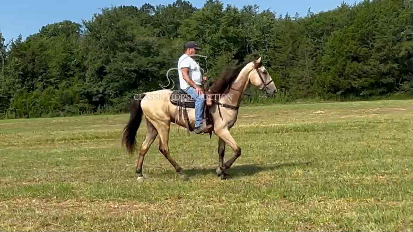 ACC'S BUCK WILD "RANGER" - Image 12
