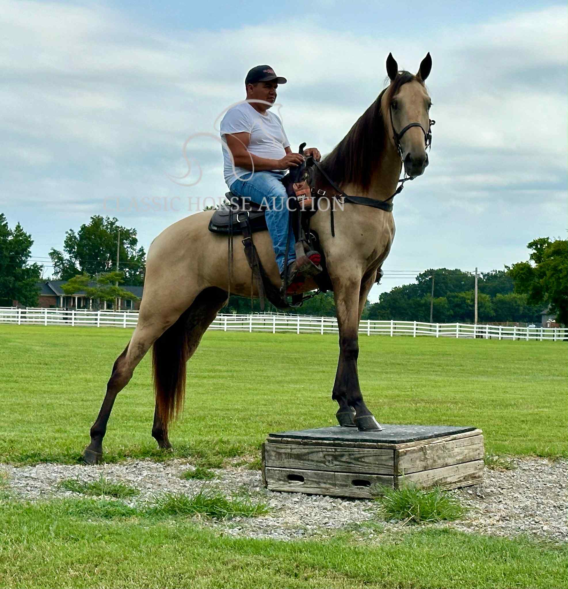 ACC'S BUCK WILD "RANGER" - Image 13