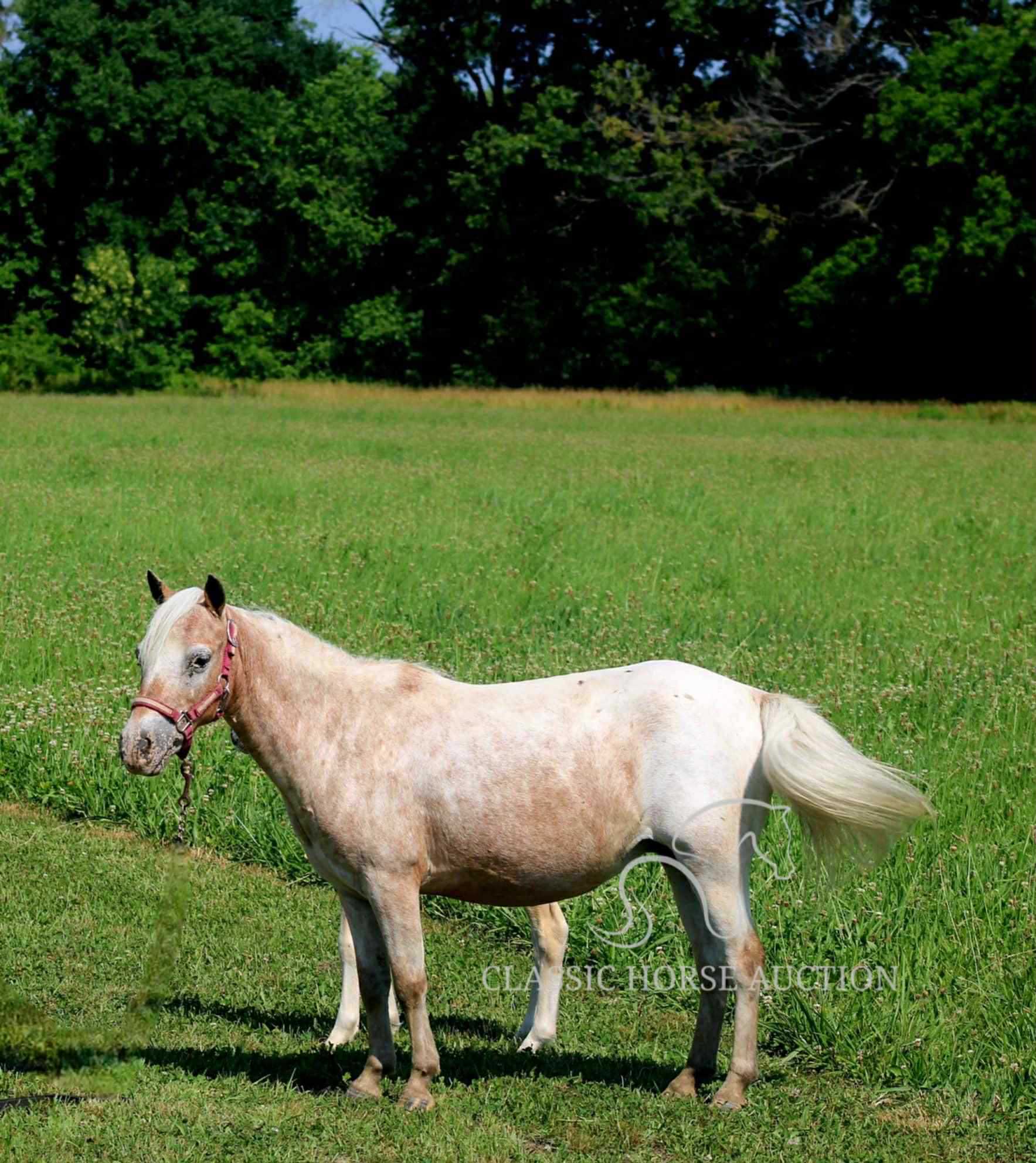 STRAWBERRY & CURLY - Image 38