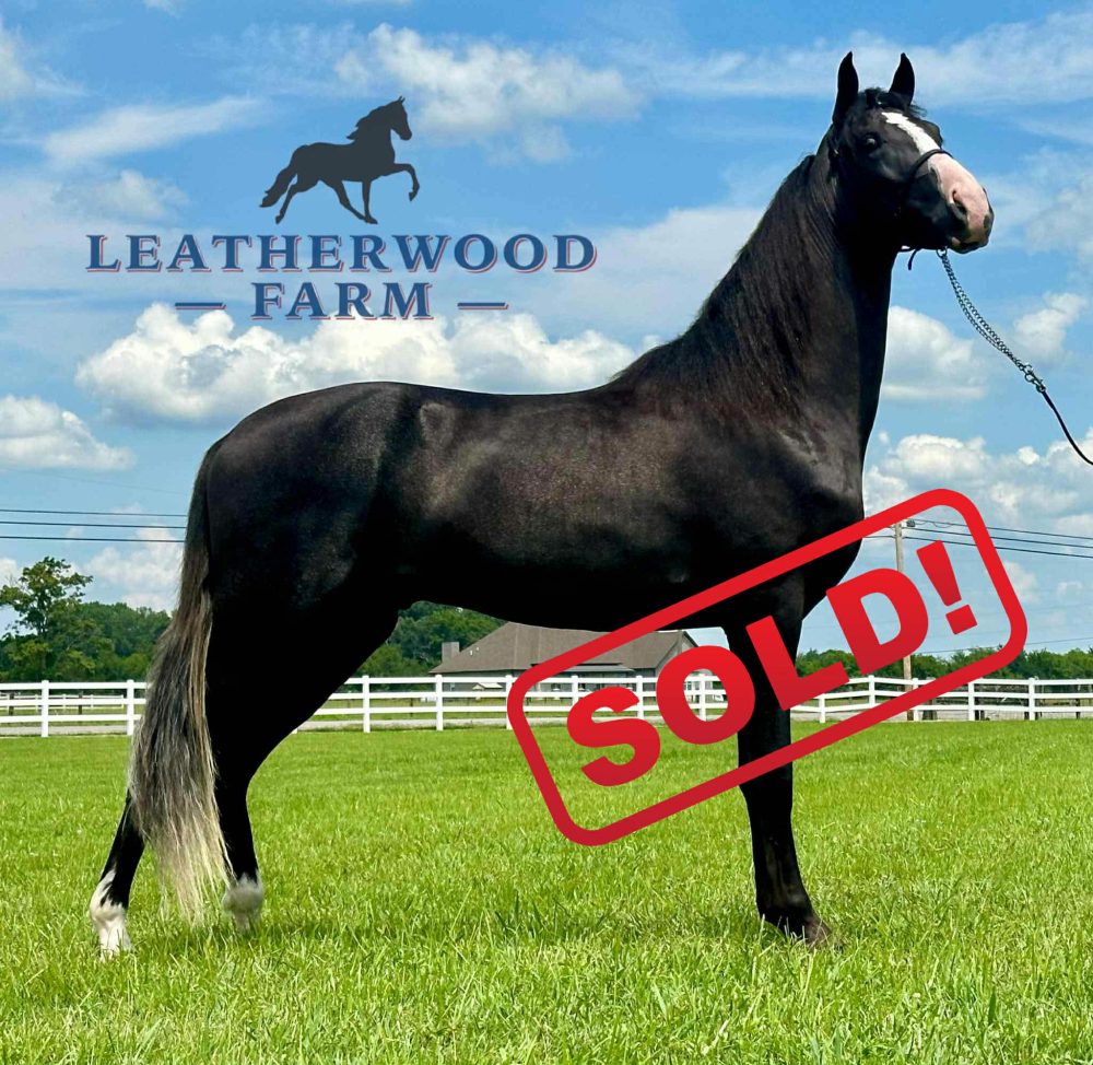 WHAT'S YOUR COUNTRY SONG "COUNTRY"