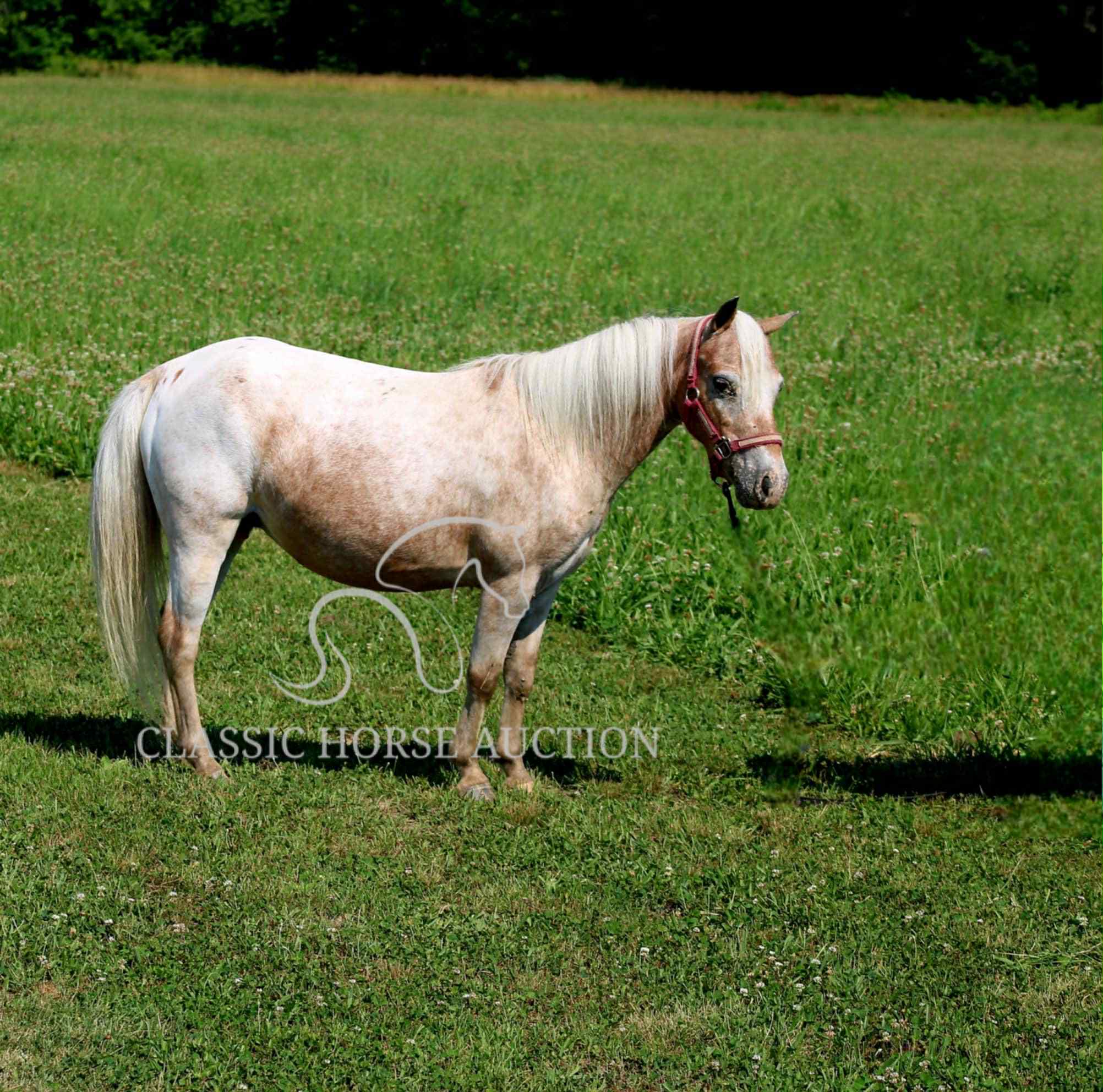 STRAWBERRY & CURLY - Image 23