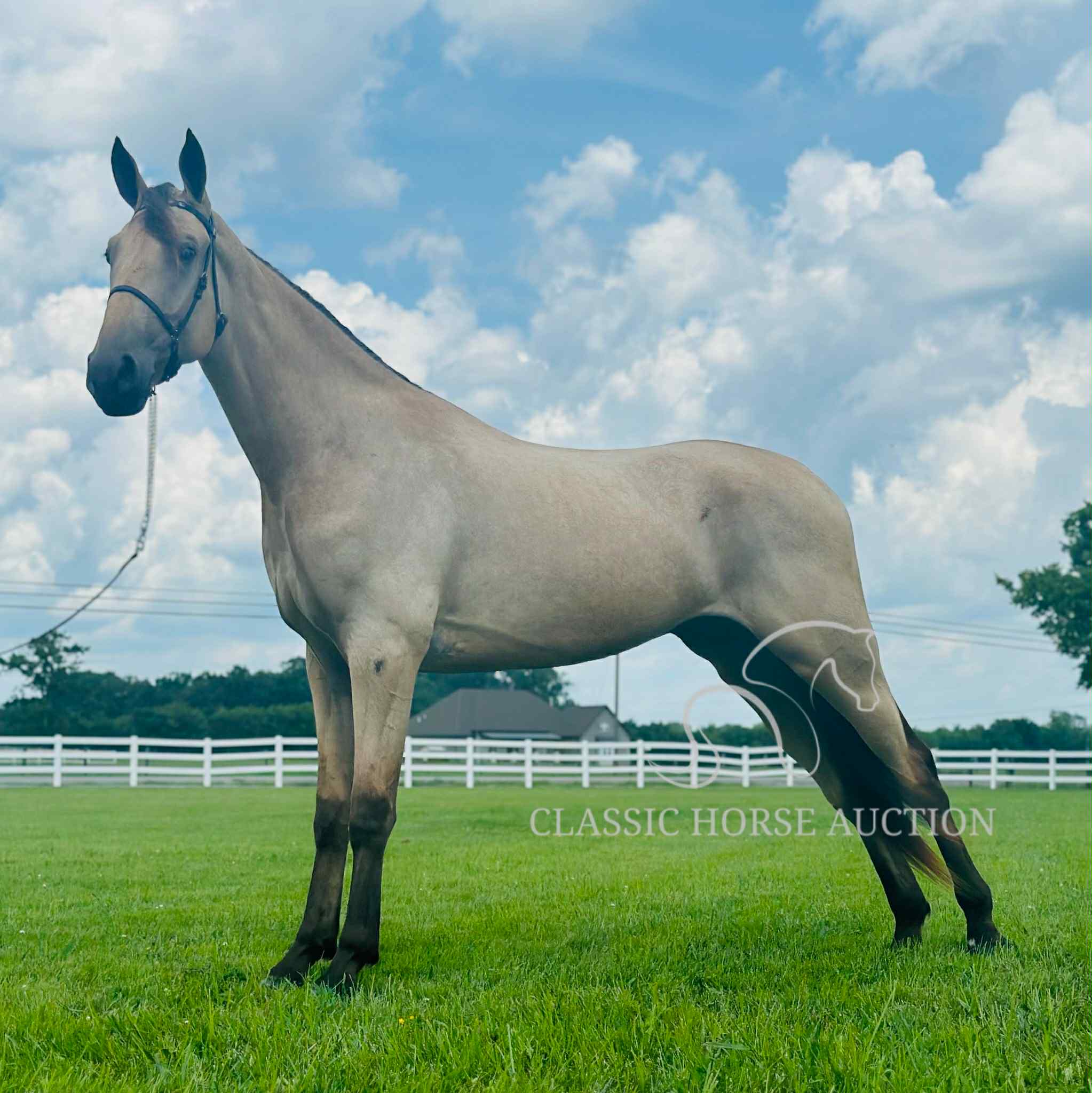 ACC'S BUCK WILD "RANGER" - Image 14