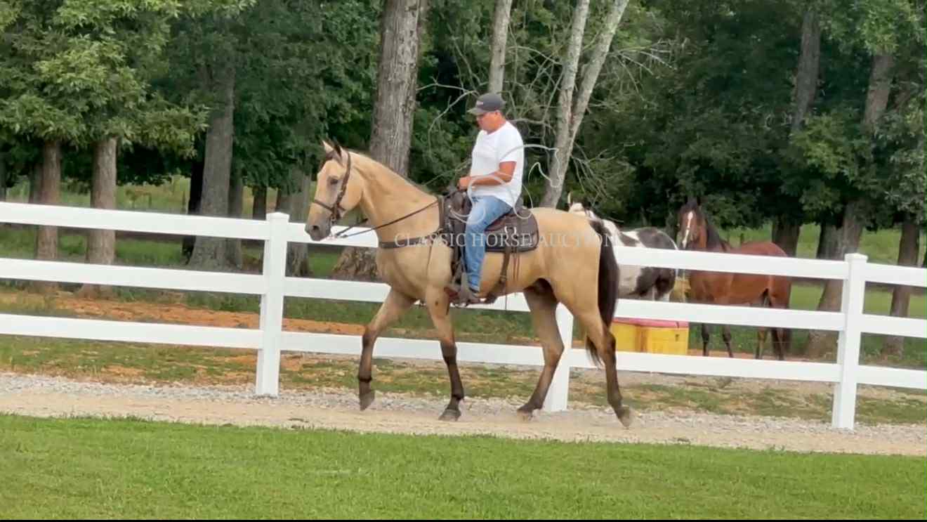 ACC'S BUCK WILD "RANGER" - Image 15