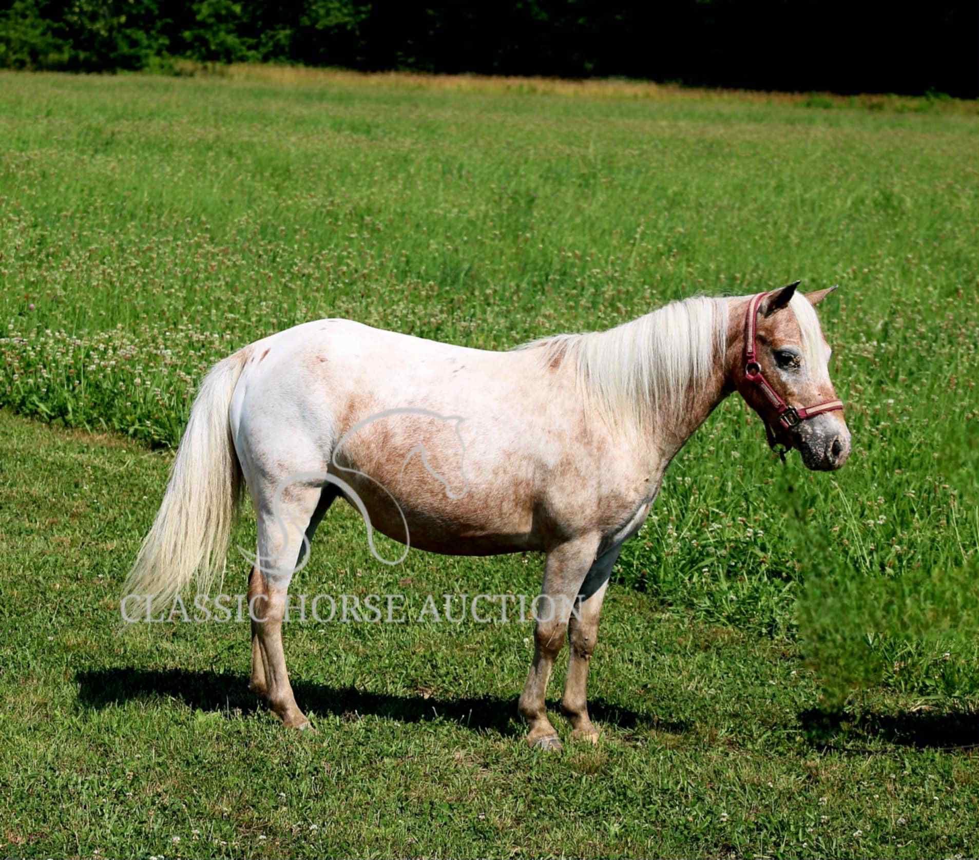 STRAWBERRY & CURLY - Image 24