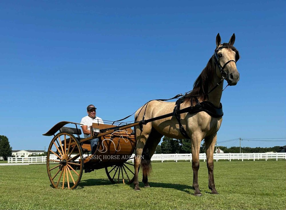 ACC'S BUCK WILD "RANGER" - Image 17