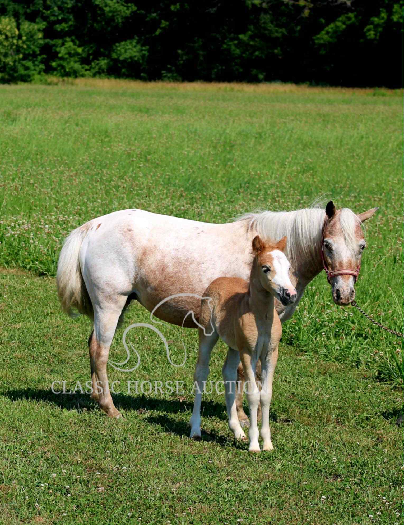 STRAWBERRY & CURLY - Image 25