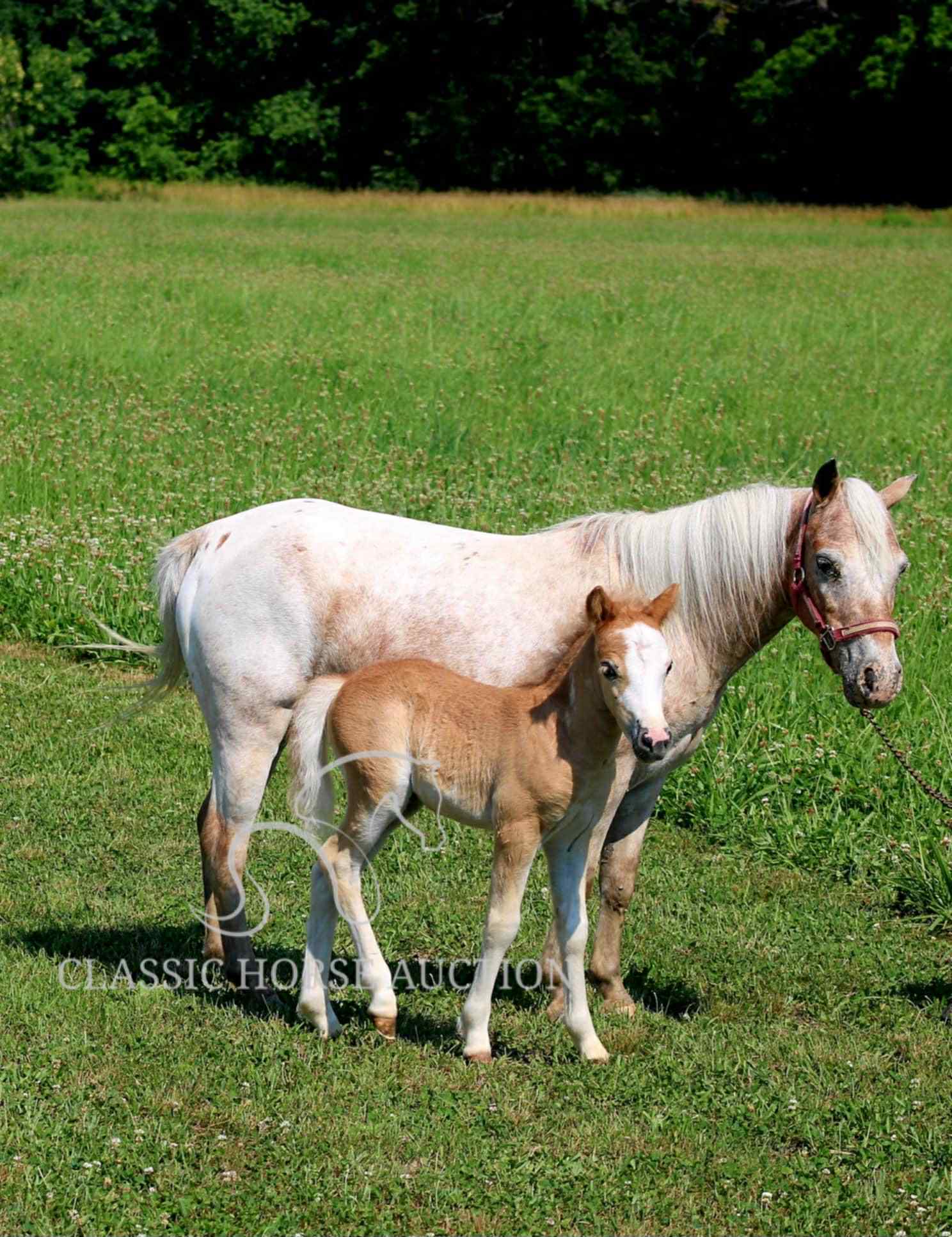 STRAWBERRY & CURLY - Image 26