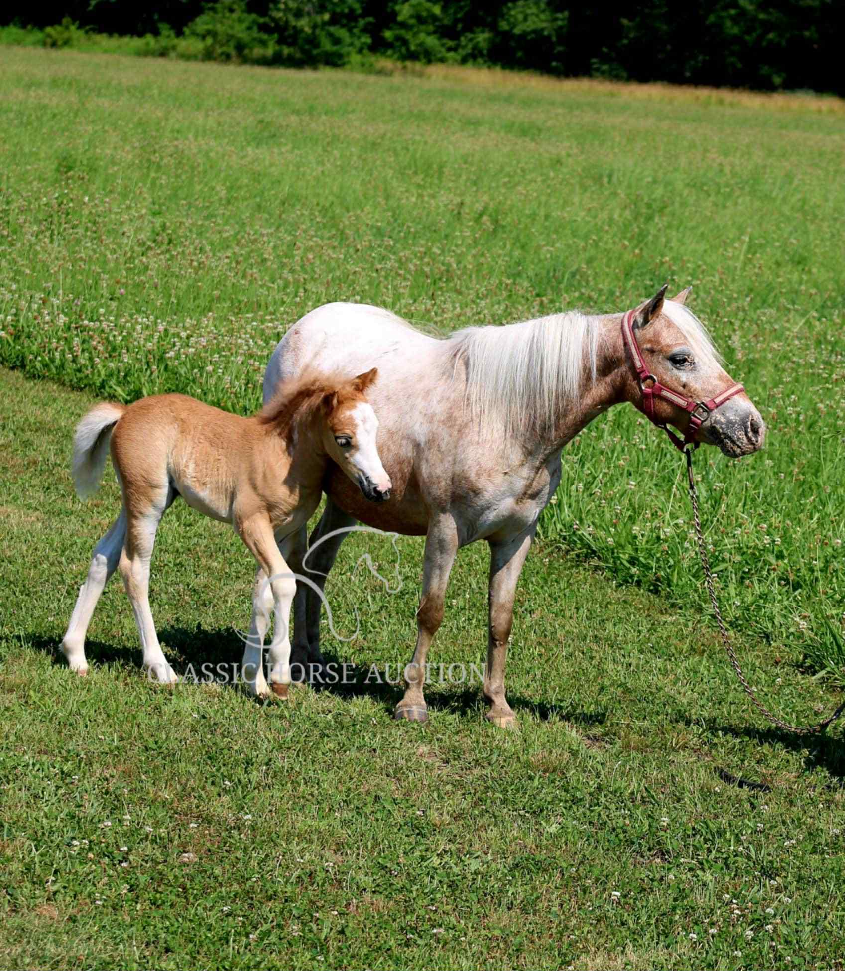 STRAWBERRY & CURLY - Image 27