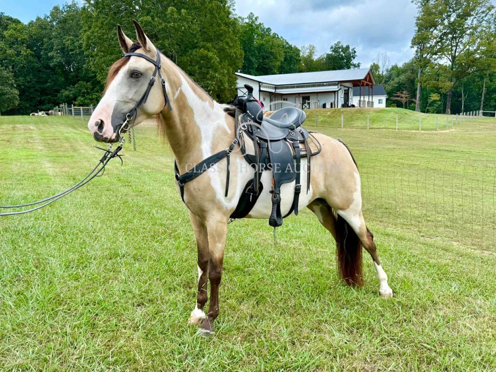 SCF SHE'S COOL IVORY "FANCY"