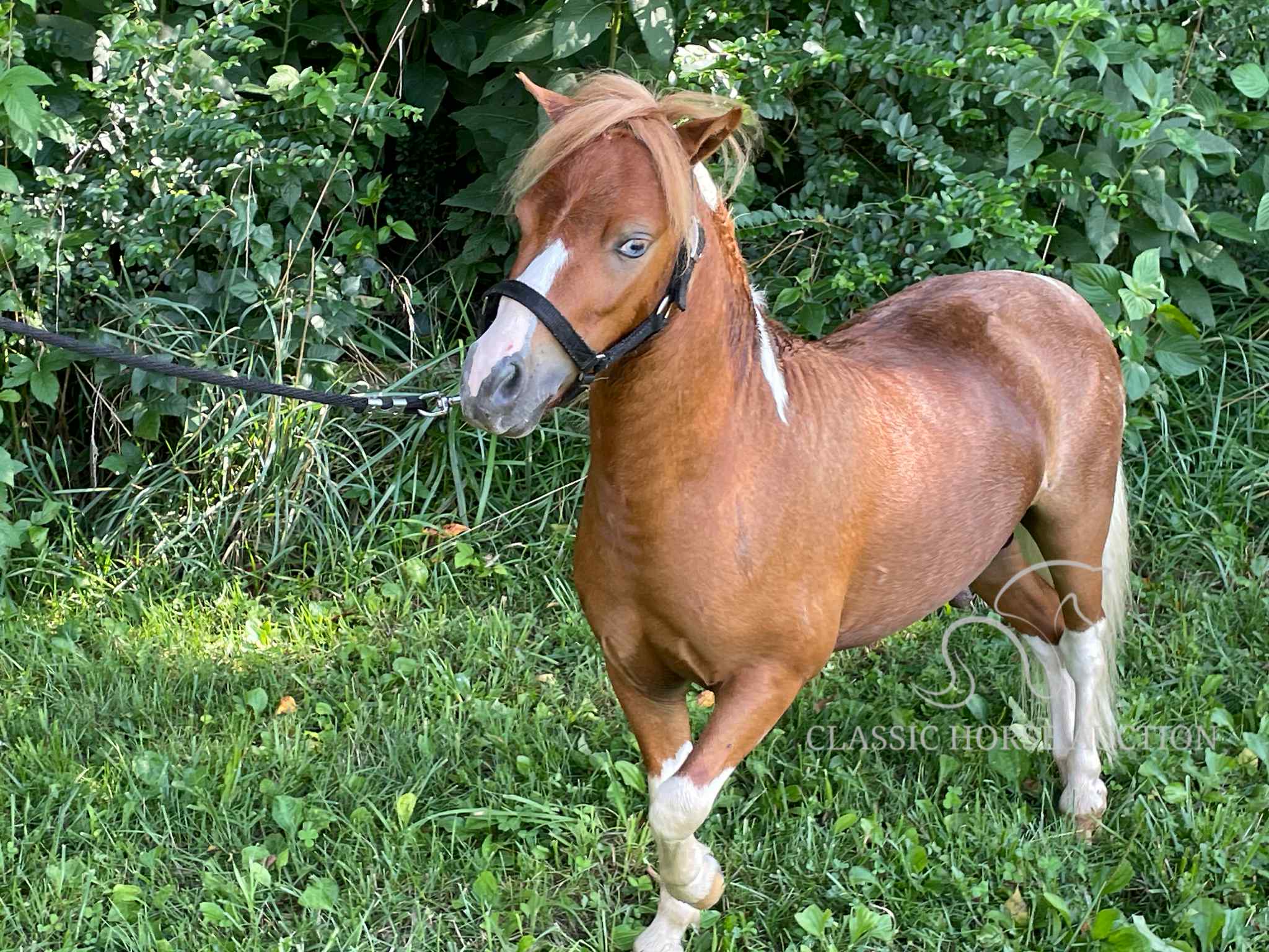 VILLAS LITTLE SUNSHINE MAN - Image 5