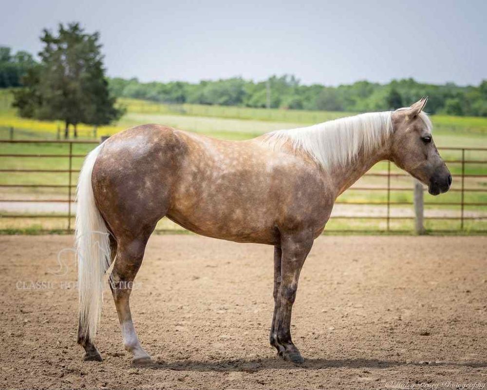 CASHED N DIAMONDS "HARLEY"