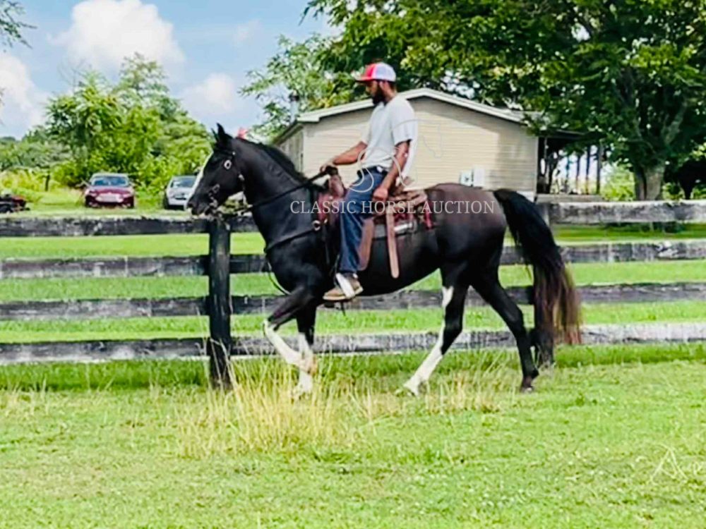 GRACIE  *NEW VIDEO ADDED*