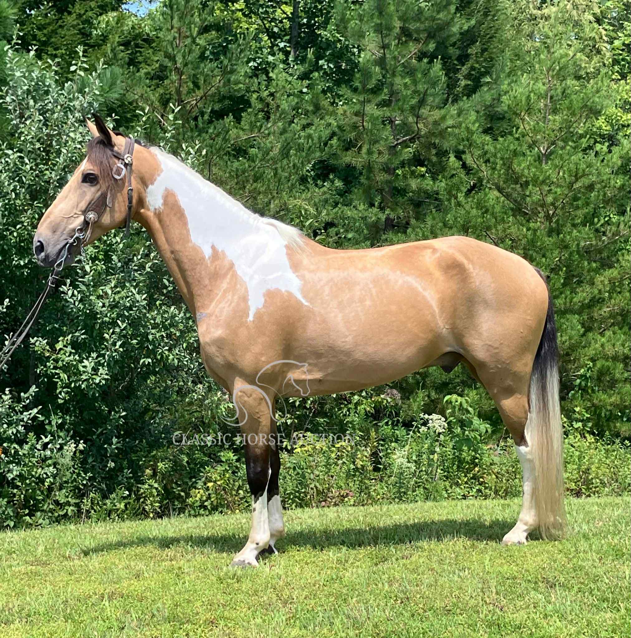 BUCKSKIN TOBIANO GELDING