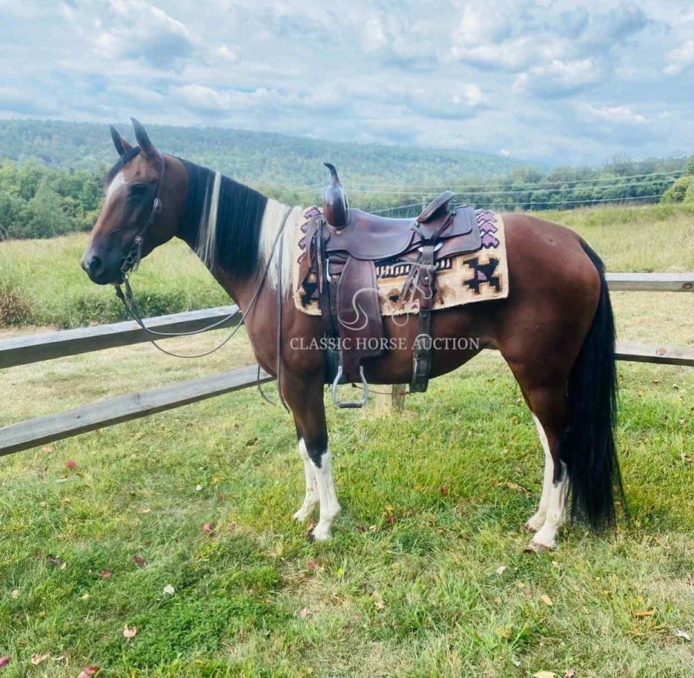 Spotted Saddle Mare for Sale | Lacey the Bay and White Gaited Trail Horse
