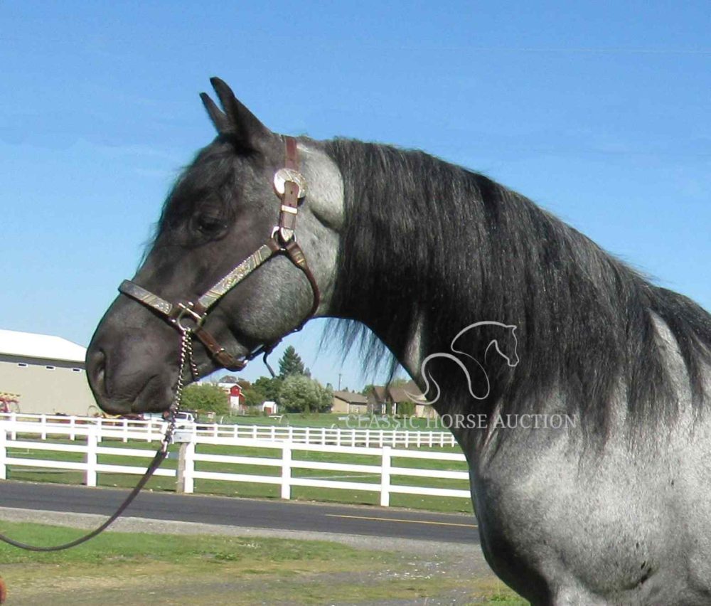 McCURDY'S REBA - Image 8