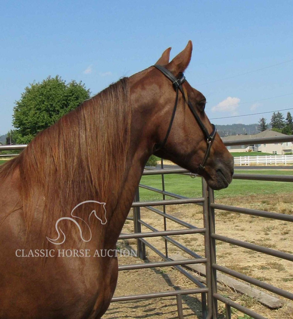McCURDY'S REBA - Image 5