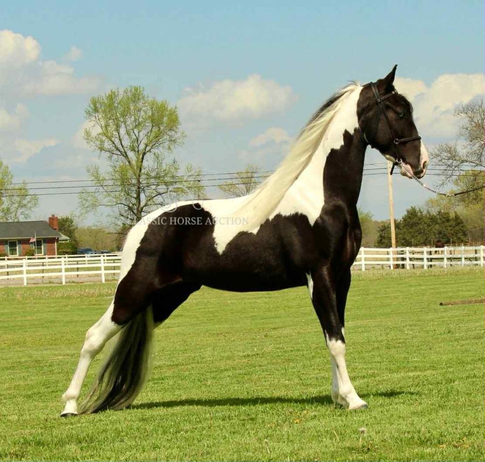 Spotted Saddle Gelding Koe Wetzel | Smooth Gaited Trail Horse