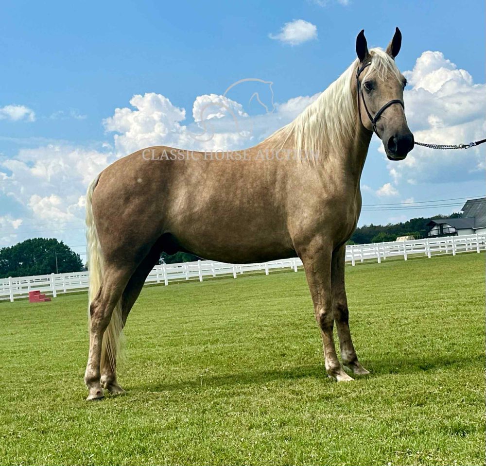 Registered Palomino Tennessee Walking Horse Gelding for Sale | Henry