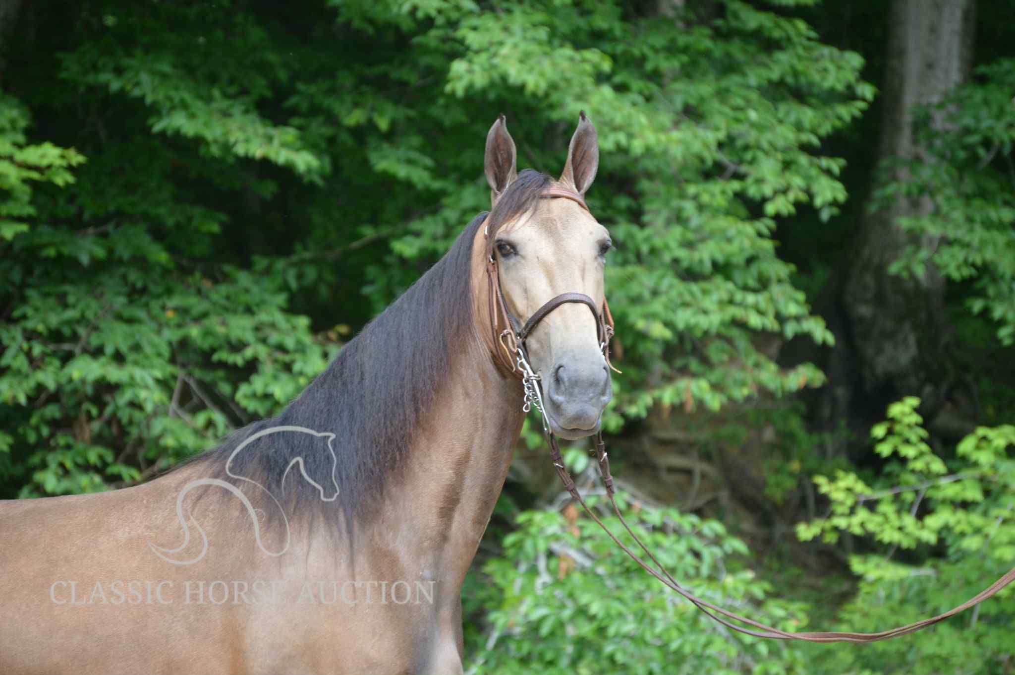 SWEET SAYONARA MHF "BETH"  - Image 13