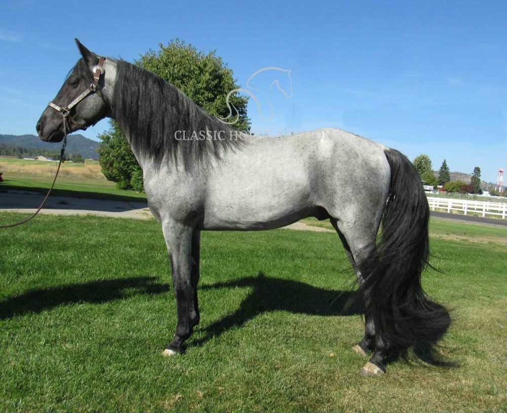 McCURDY'S REBA - Image 7