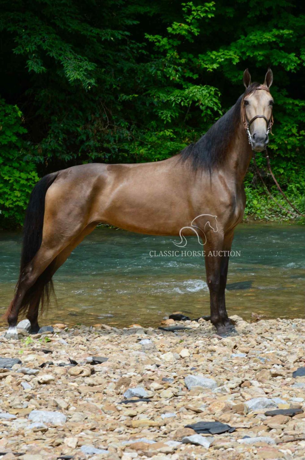 Buckskin Tennessee Walking Horse Mare for Sale | Sweet Sayonara “Beth”