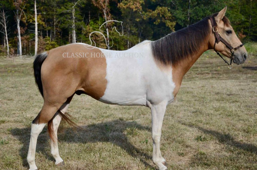 Buckskin Fox Trotter Gelding for Sale