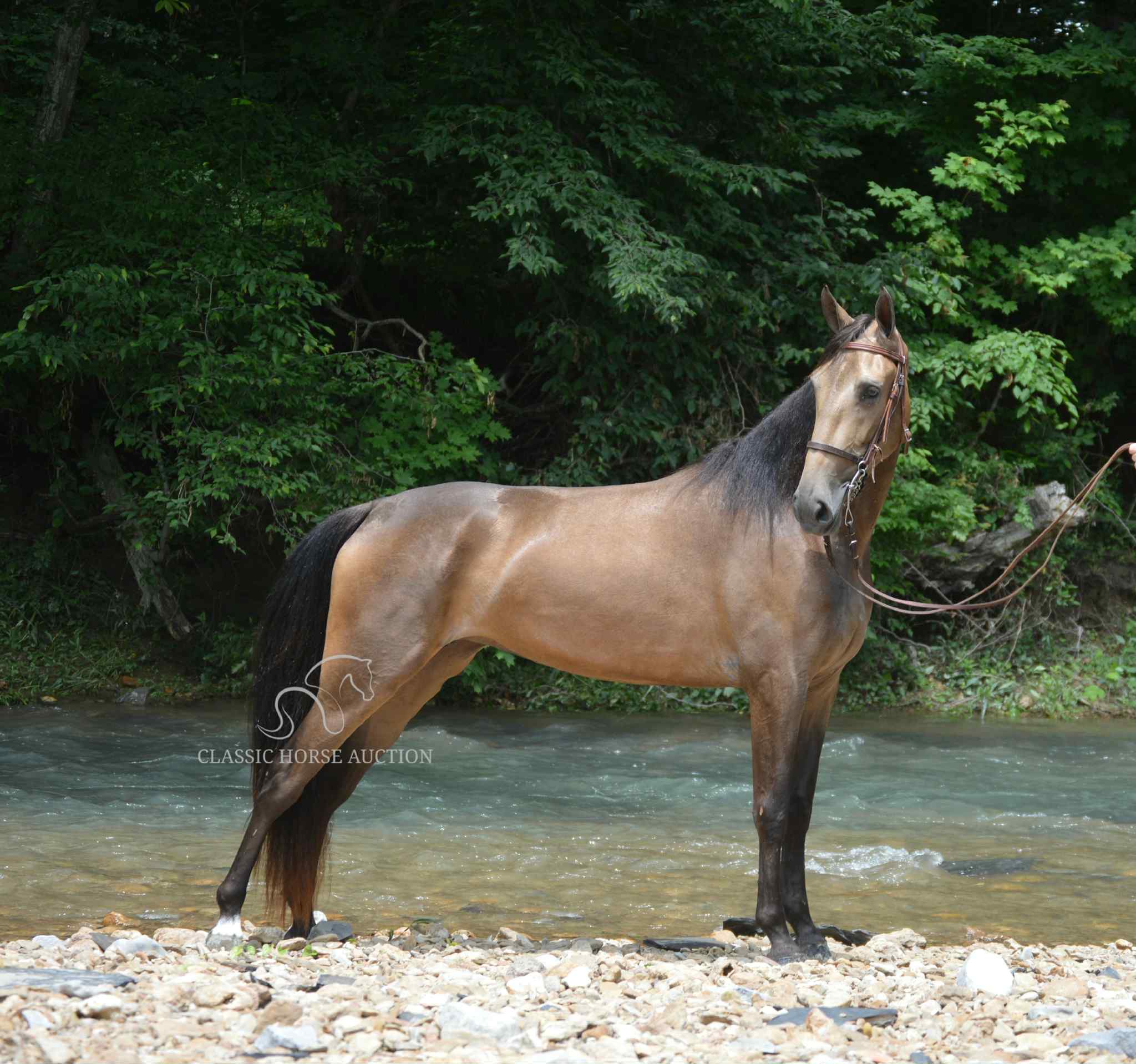 Buckskin Tennessee Walking Horse Mare for Sale | Sweet Sayonara “Beth”