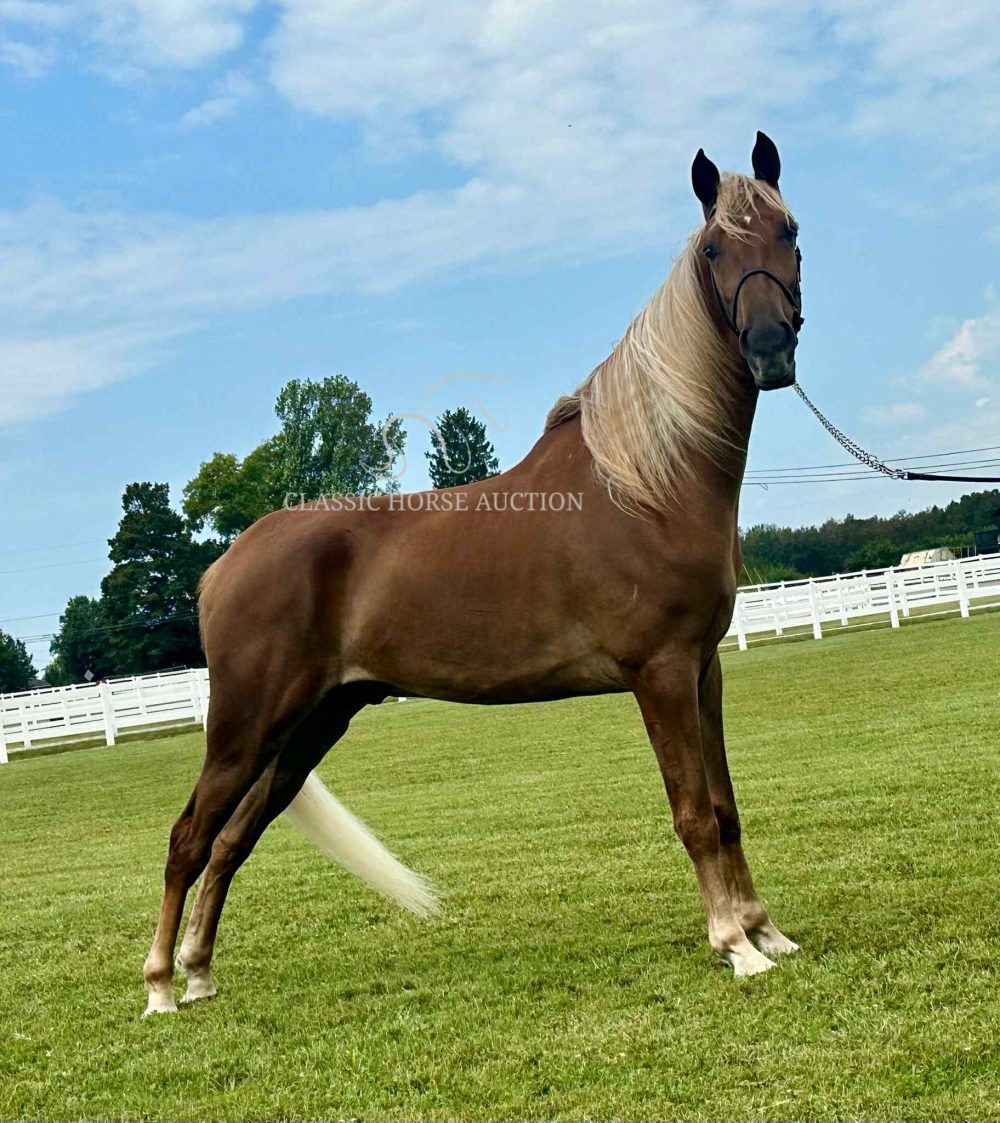 Sorrel Tennessee Walking Horse Gelding for Sale | Look Like Charlie Looker