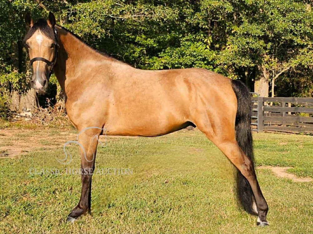 Buckskin Missouri Fox Trotter Gelding for Sale | Creed