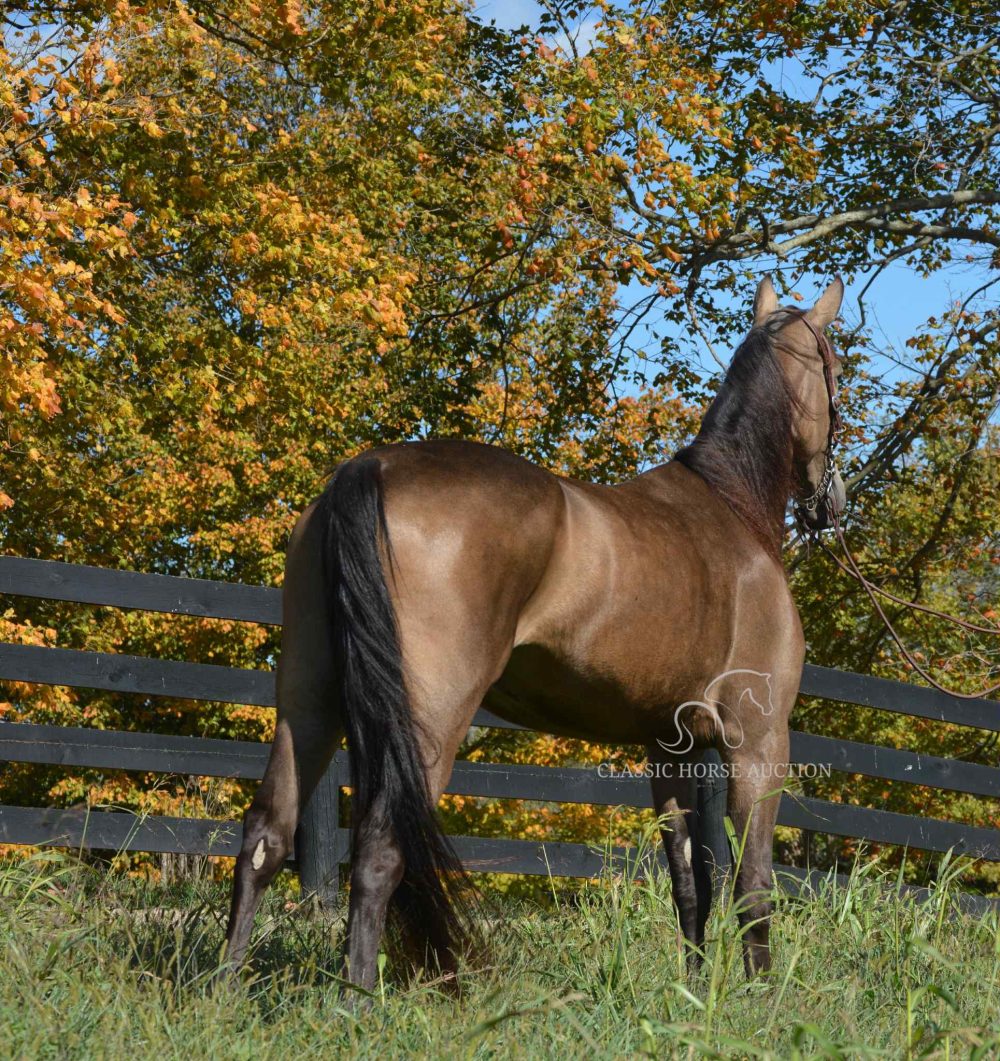 Buckskin Tennessee Walking Horse Mare for Sale | Sweet Sayonara “Beth”