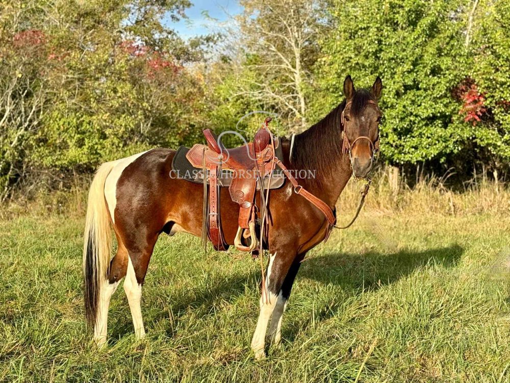 Bay Spotted Saddle Horse Gelding for Sale | Cowboy the Smooth Trail Partner