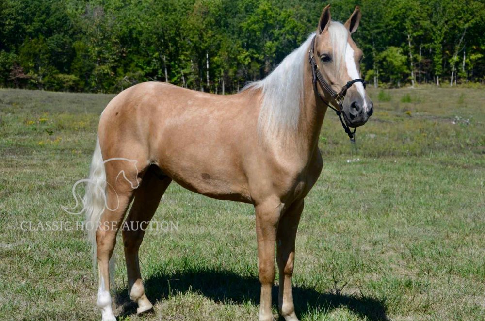 Kentucky Mountain Horse for Sale – Palomino Gelding