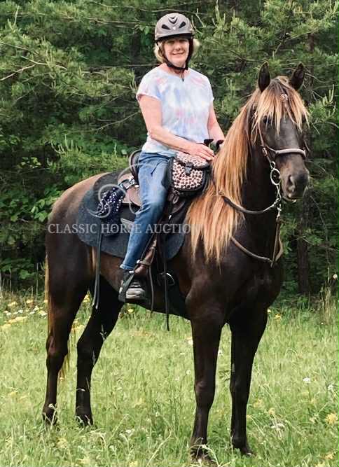 Chocolate Rocky Mountain Gelding for Sale | TRS Aristocrat