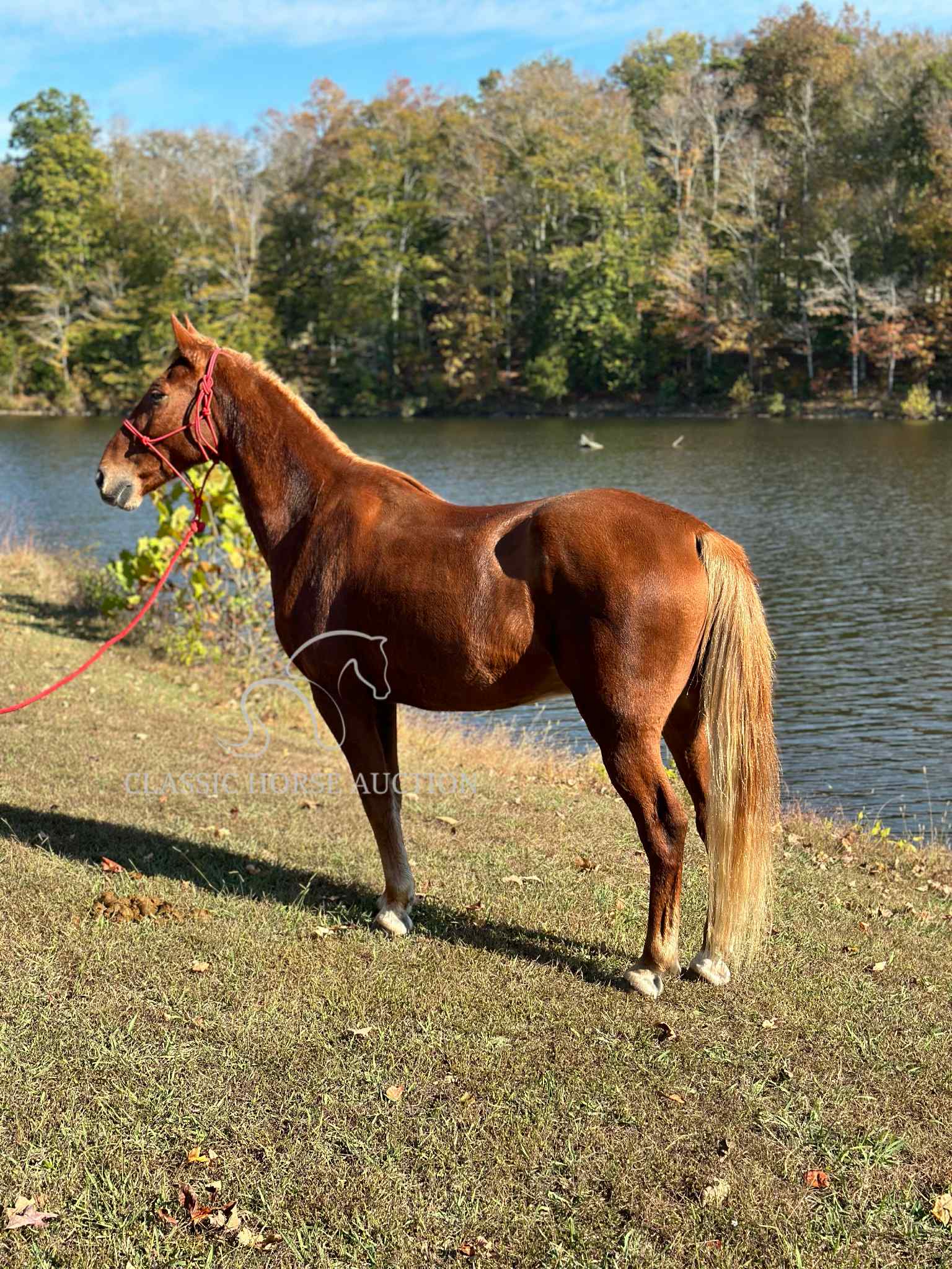 OLE RED - Image 10