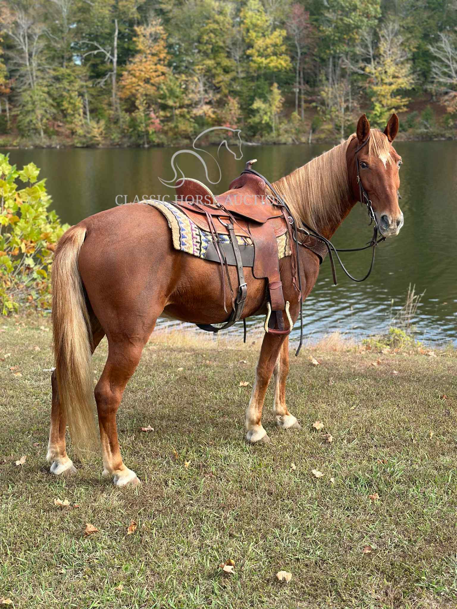 OLE RED - Image 6