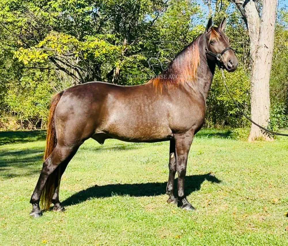 Grulla Rocky Mountain Horse gelding for sale in Tompkinsville Kentucky with smooth gait and calm temperament.