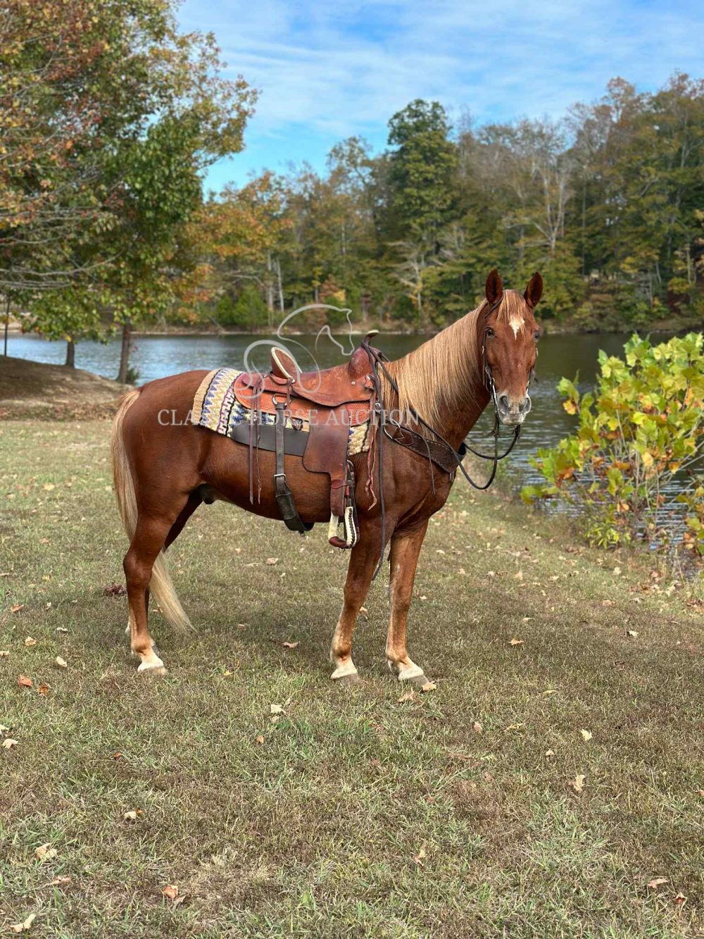 Sorrel Tennessee Walking Horse Mare for Sale | Ole Red