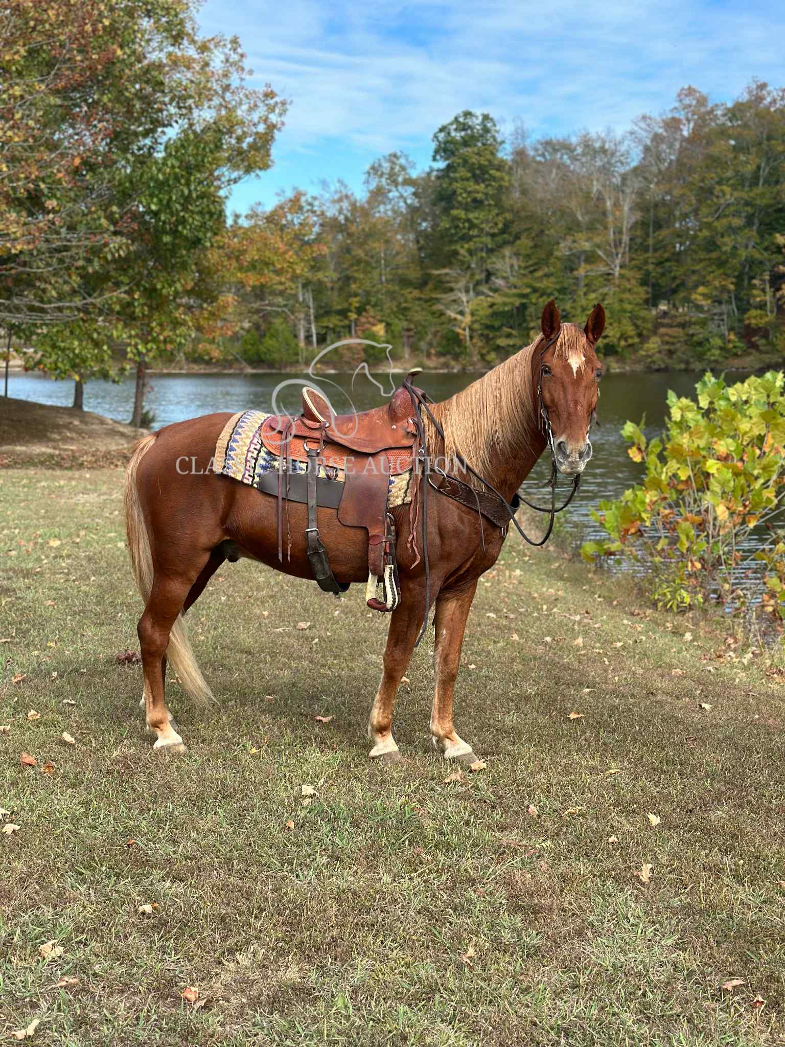 Sorrel Tennessee Walking Horse Mare for Sale | Ole Red