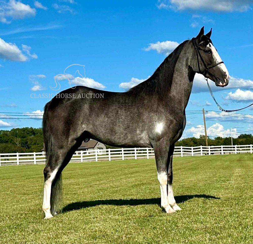 Tennessee Walking Horse Gelding for Sale | Rock the Grey Sabino