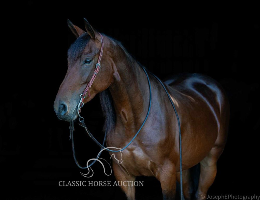 Bay Friesian Quarter Horse Cross Mare for Sale | Lena from Classic Horse Auction