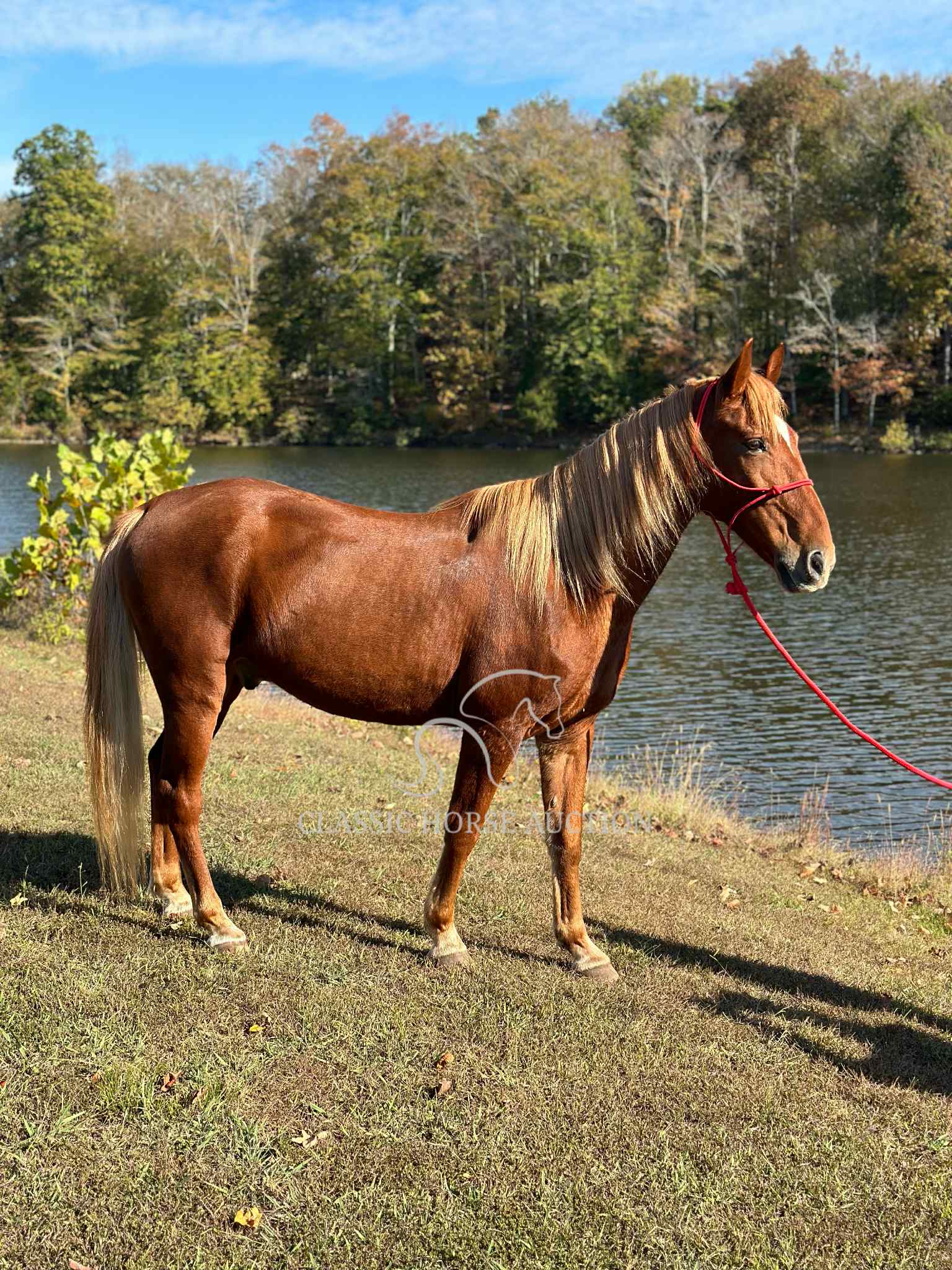 OLE RED - Image 13