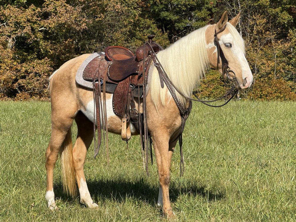 Palomino Overo Kentucky Mountain Mare River for Sale | Gaited Trail Horse