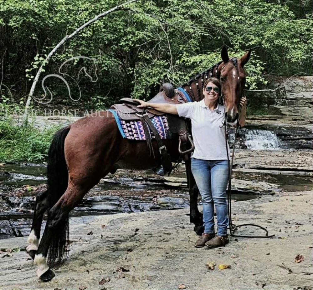 Bay Tennessee Walking Horse Gelding for Sale | Spencer