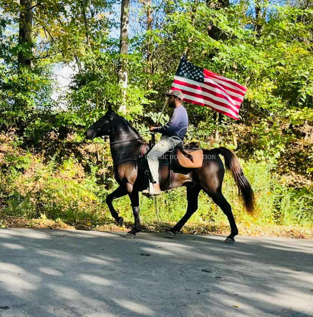 Grulla Rocky Mountain Horse gelding for sale in Tompkinsville Kentucky with smooth gait and calm temperament.