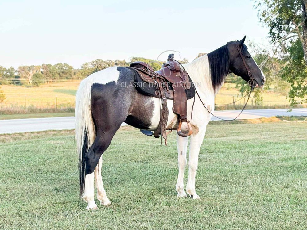 Spotted Saddle Horse Gelding for Sale | Talkin Tennessee