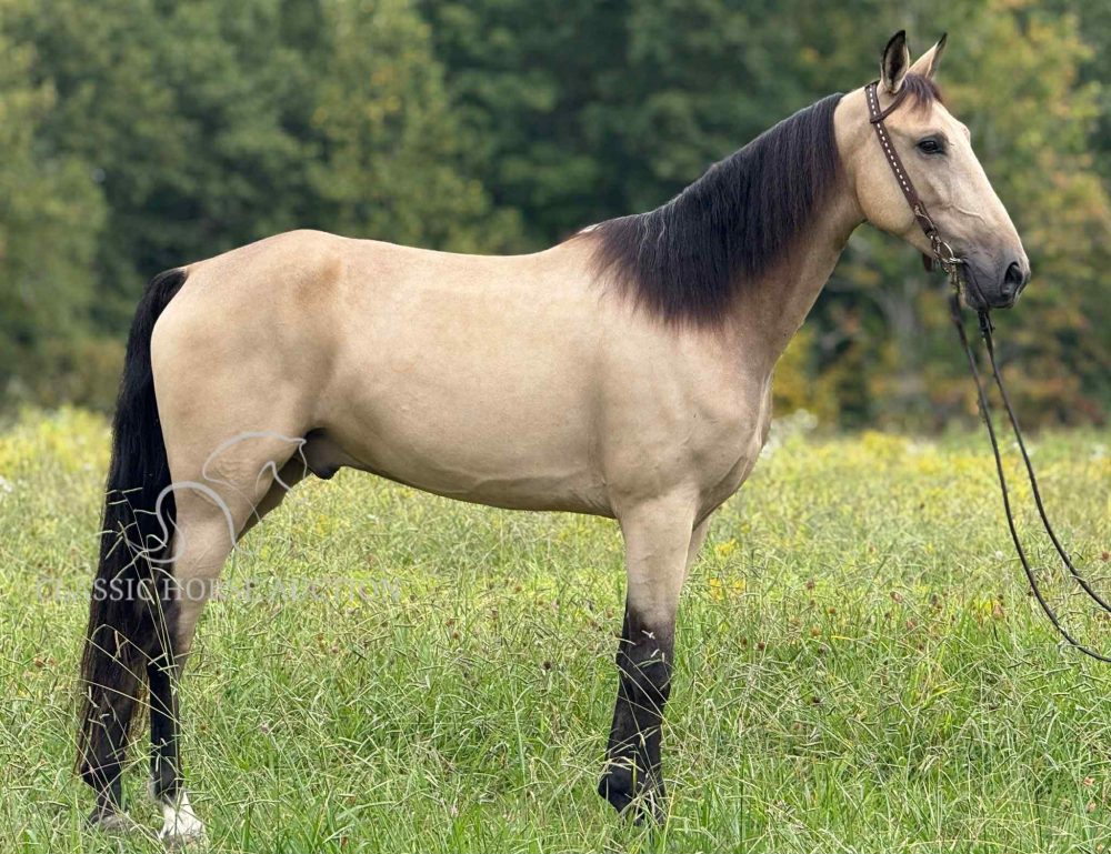Buckskin Kentucky Mountain Gelding for Sale | Hector the Smooth Trail Horse
