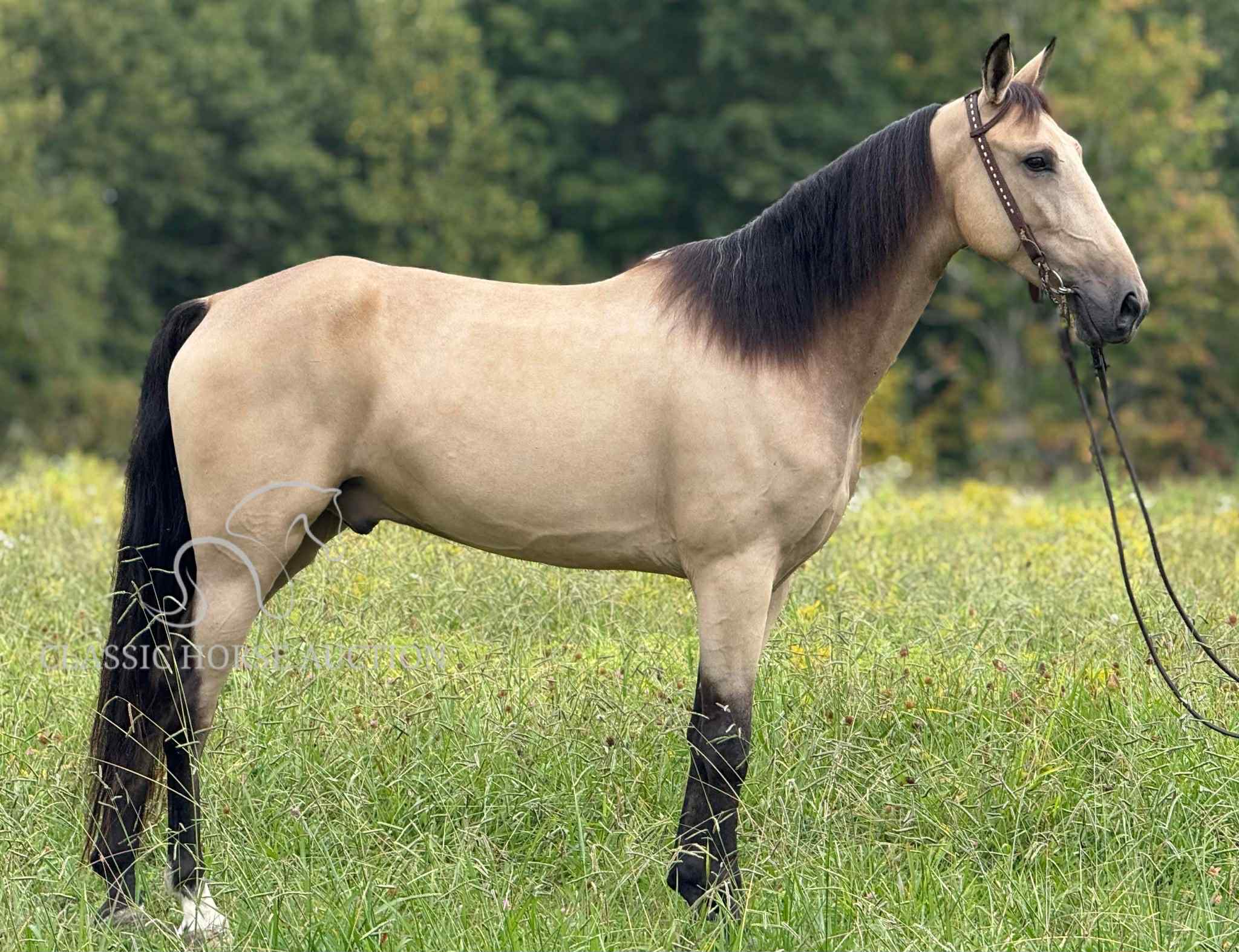 Buckskin Kentucky Mountain Gelding for Sale | Hector the Smooth Trail Horse