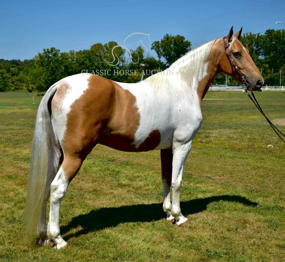 Palomino Tennessee Walking Horse Gelding for Sale | Jake’s Golden Hank
