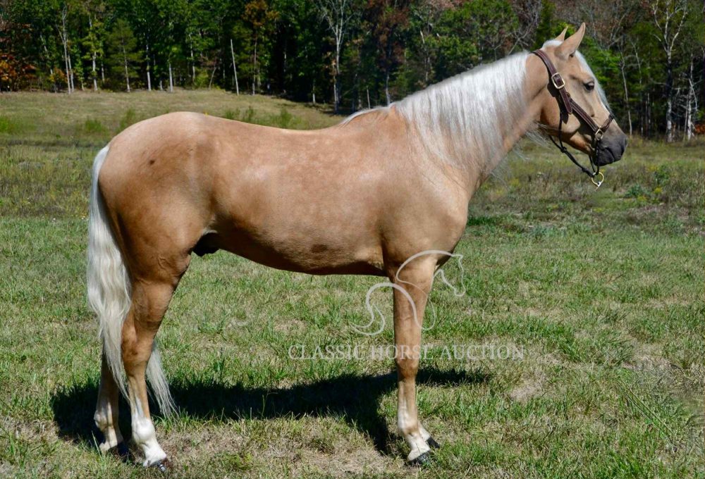 Spotted Saddle Horse for Sale – Talkin Tennessee