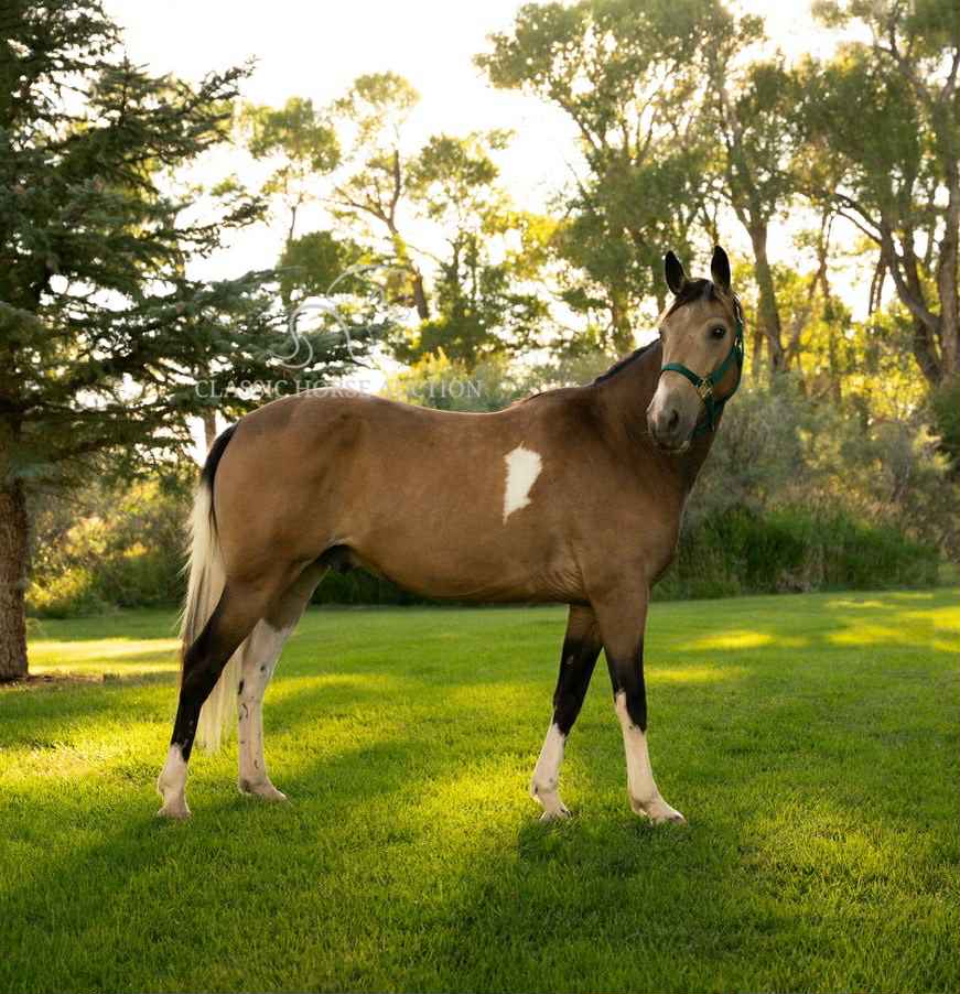 Buckskin Tennessee Walking Horse Gelding for Sale | Buttons